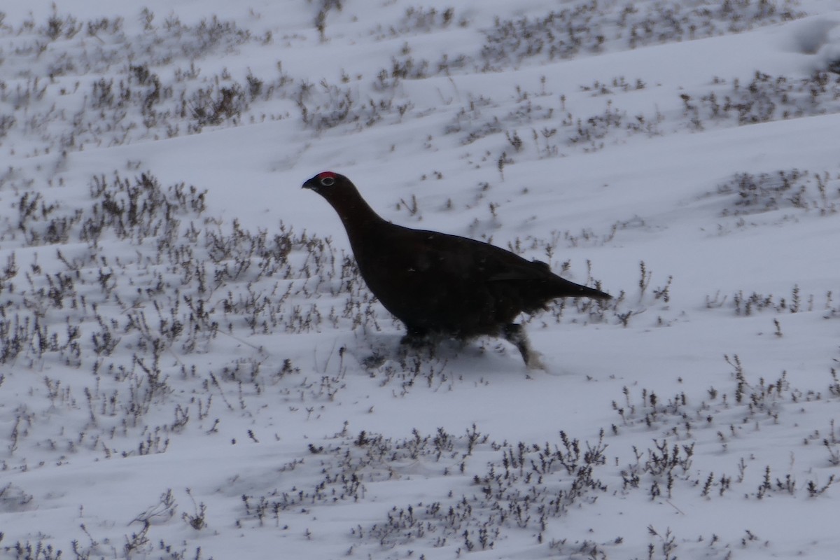 Kızılca Kar Tavuğu - ML641229127