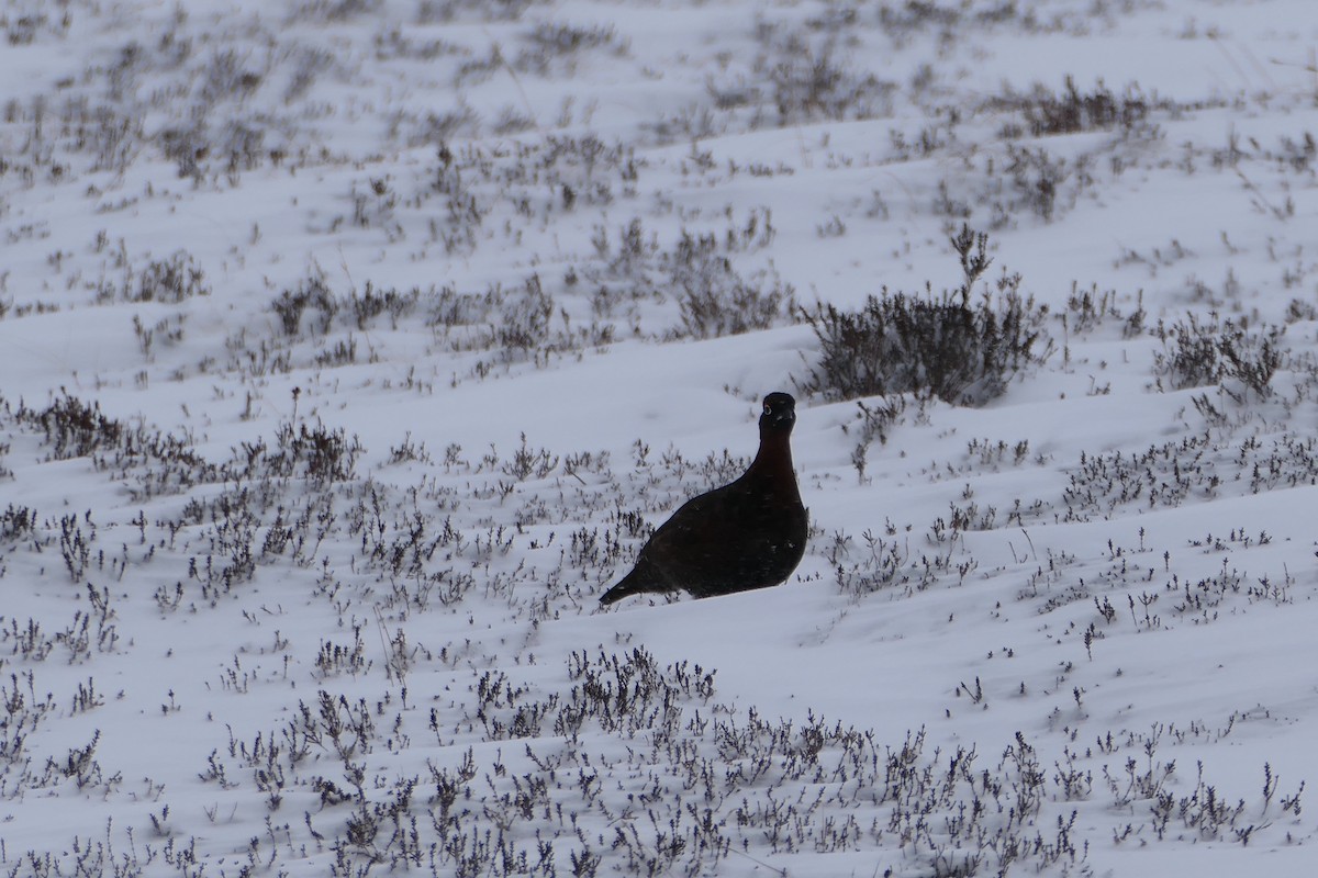 Kızılca Kar Tavuğu - ML641229128
