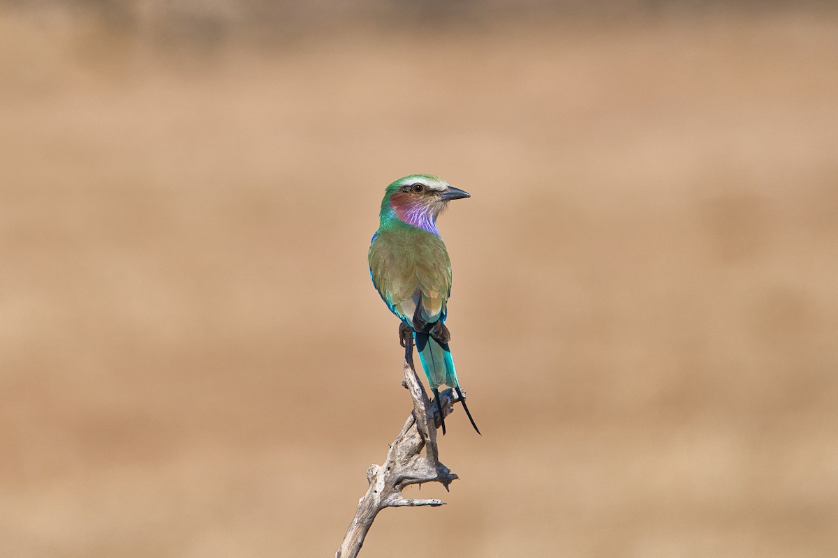 Lilac-breasted Roller - ML641229140