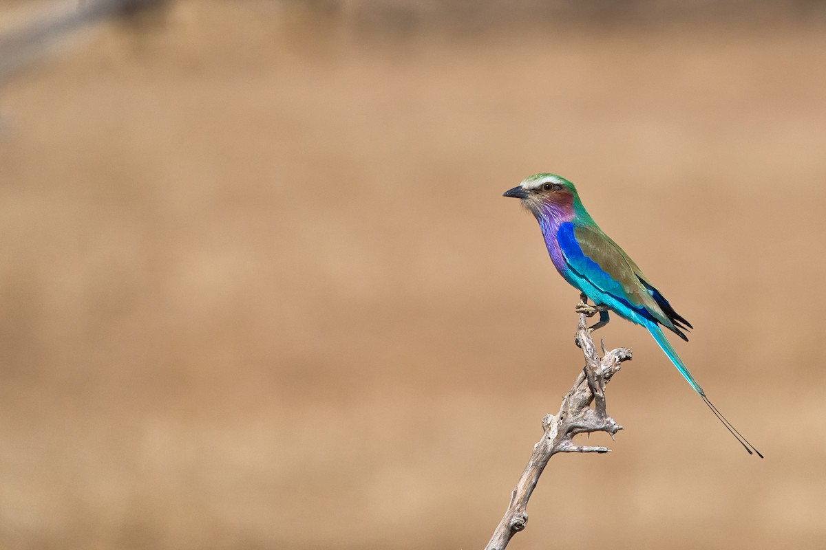 Lilac-breasted Roller - ML641229141