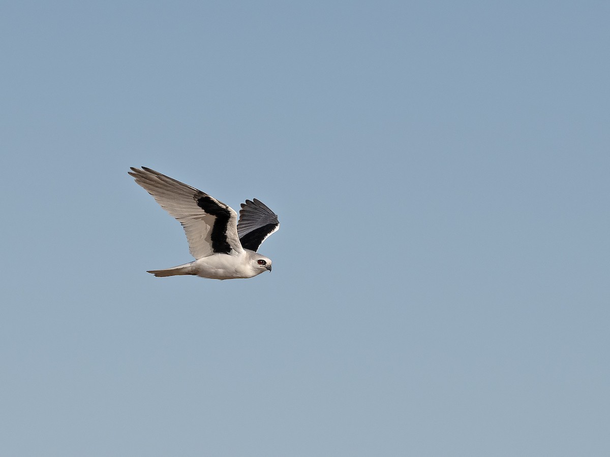 Letter-winged Kite - ML641229146