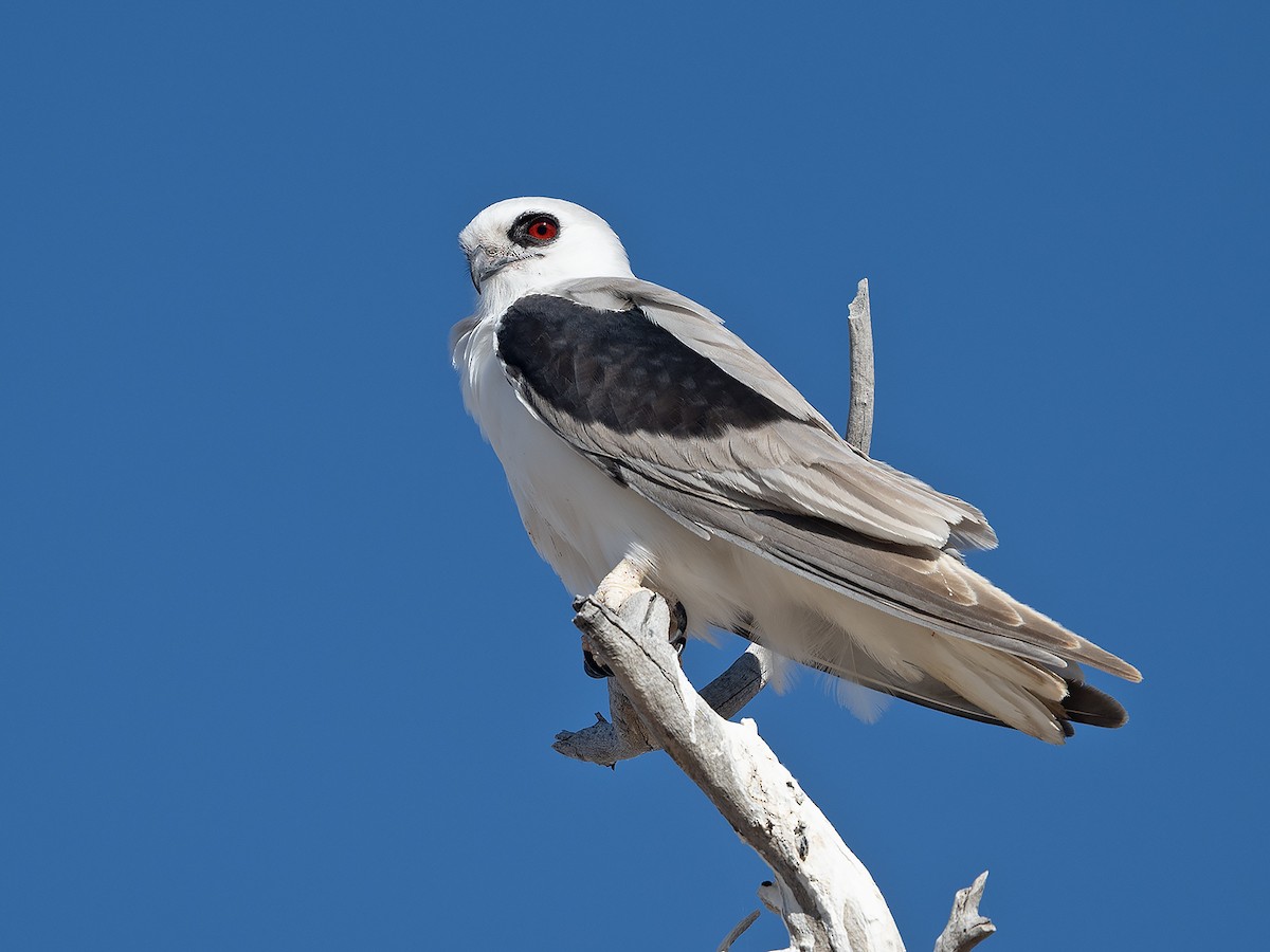 Letter-winged Kite - ML641229147