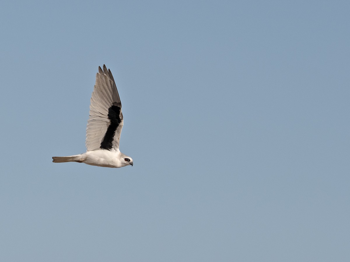 Letter-winged Kite - ML641229148