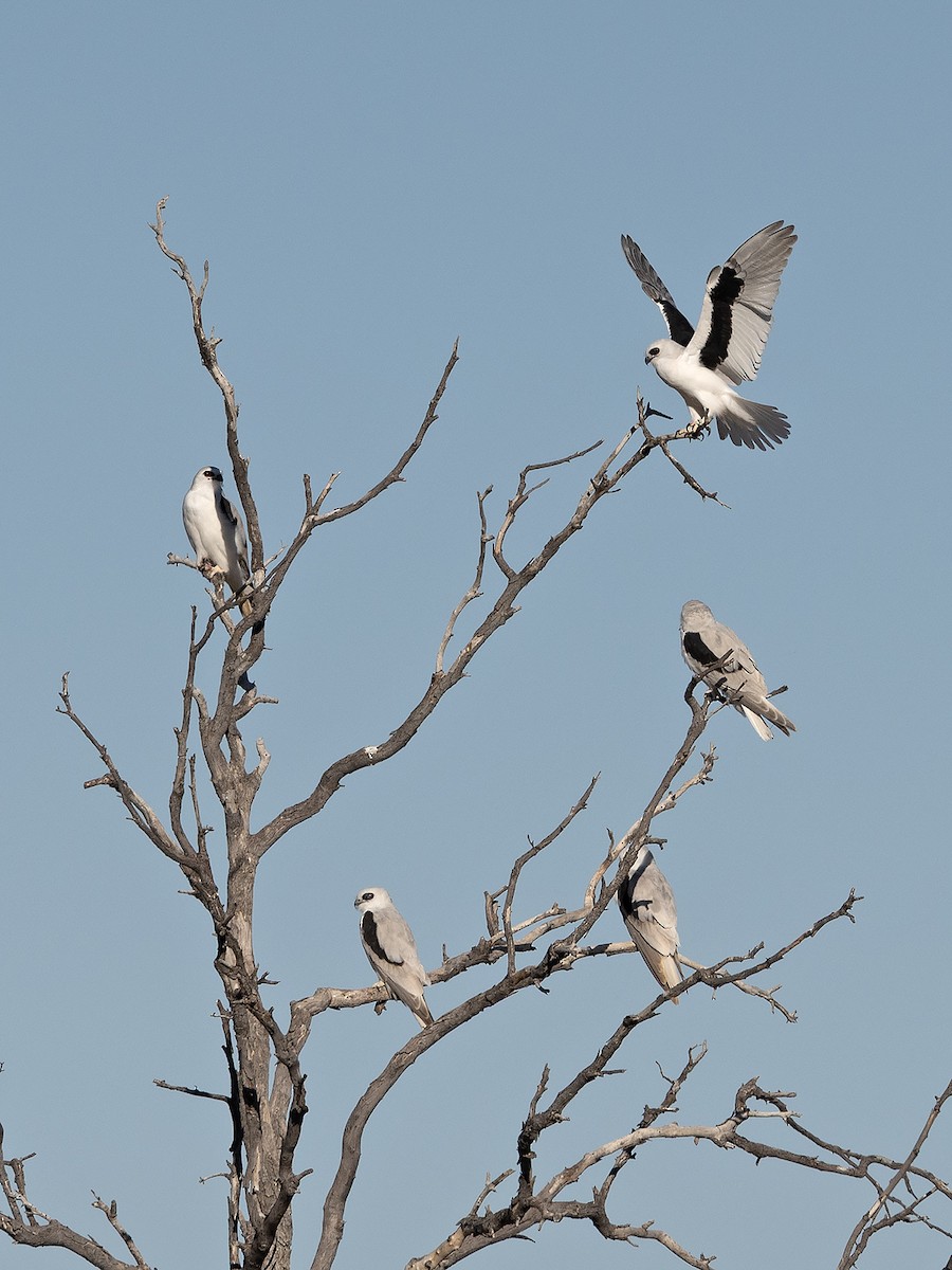 Letter-winged Kite - ML641229149