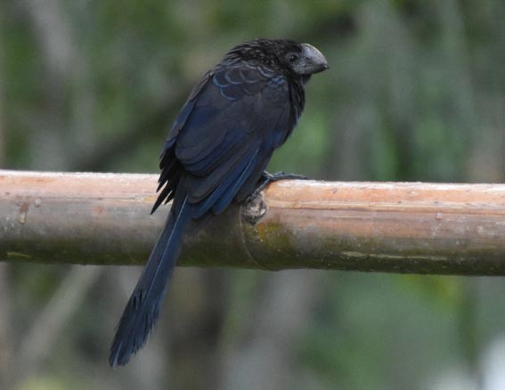 Smooth-billed Ani - ML641229168