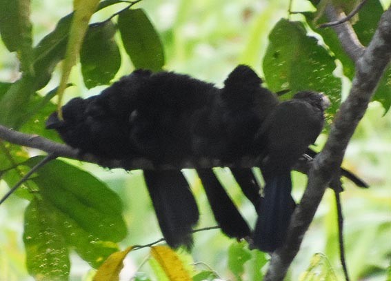 Smooth-billed Ani - ML641229169