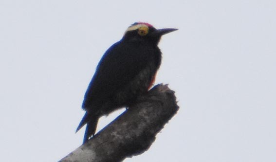 Yellow-tufted Woodpecker - ML641229180