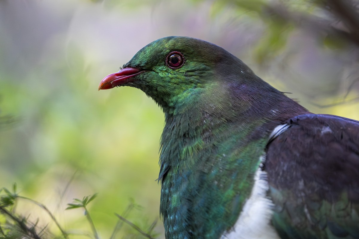 New Zealand Pigeon - ML641229184