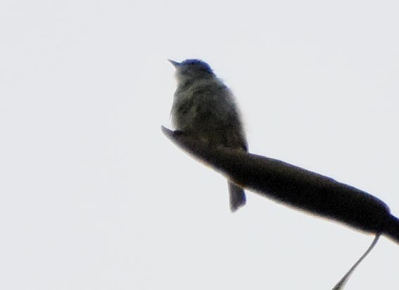 White-lored Tyrannulet - ML641229185
