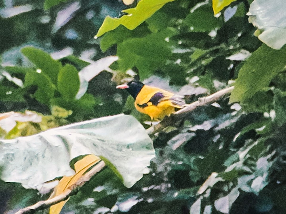Black-hooded Oriole - ML641229189