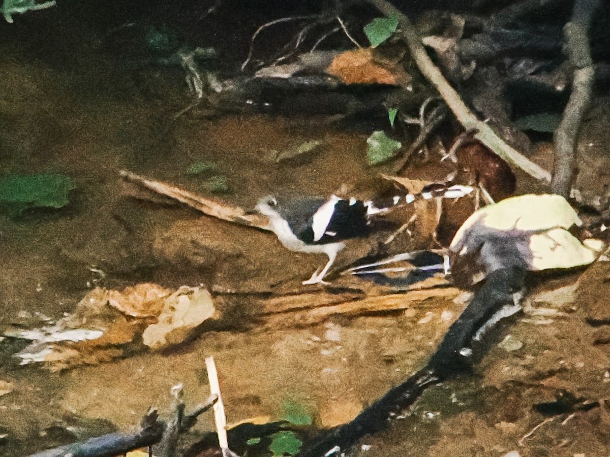 Slaty-backed Forktail - ML641229194