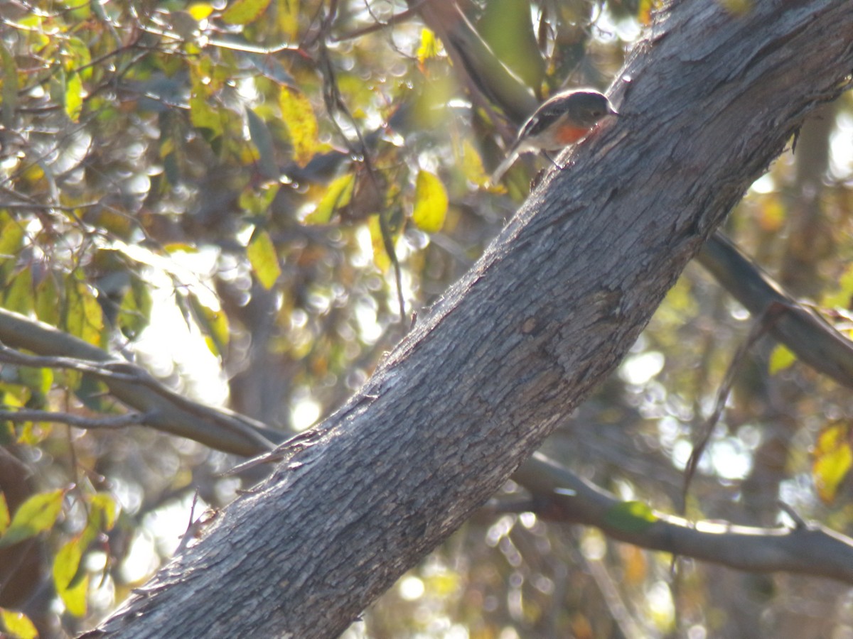 Scarlet Robin - ML641229221