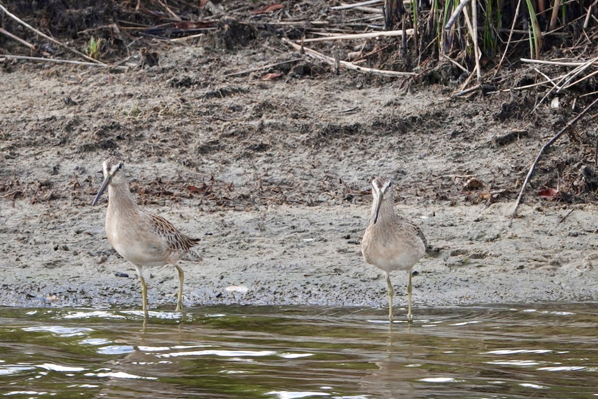 Short-billed Dowitcher - ML641229224
