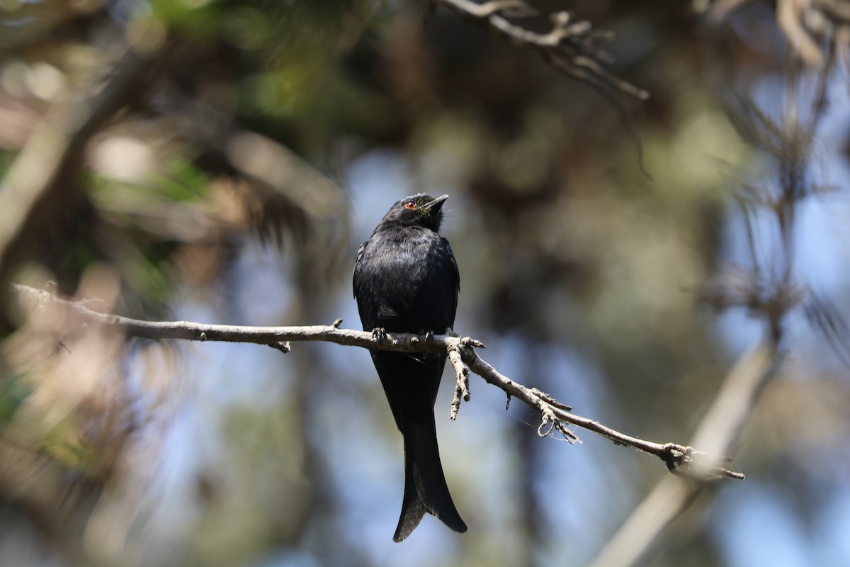 Fork-tailed Drongo - ML641229251