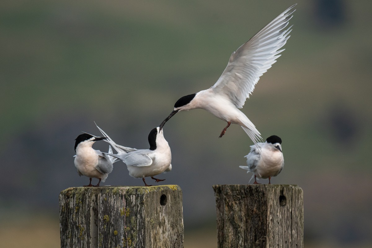 White-fronted Tern - ML641229265