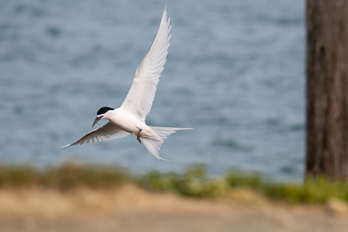 White-fronted Tern - ML641229266