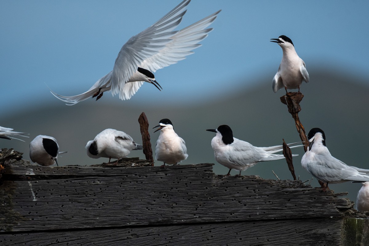 White-fronted Tern - ML641229268