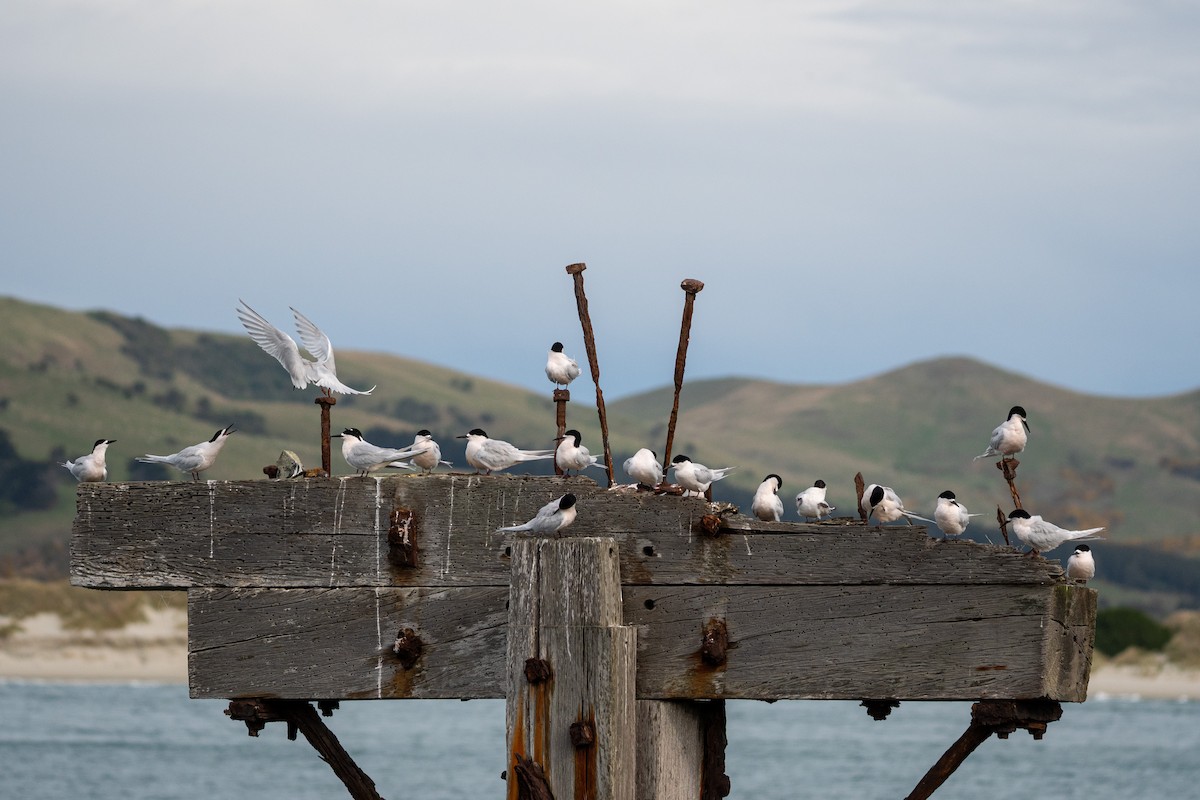 White-fronted Tern - ML641229269