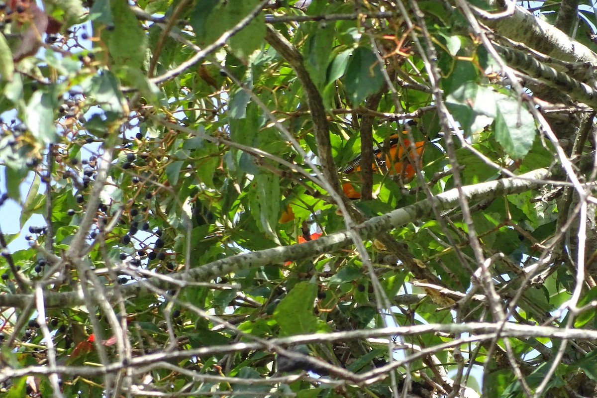 Oriole de Baltimore - ML641229298