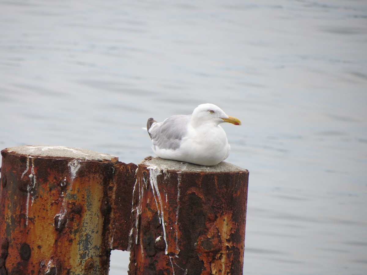 American Herring Gull - ML641229302