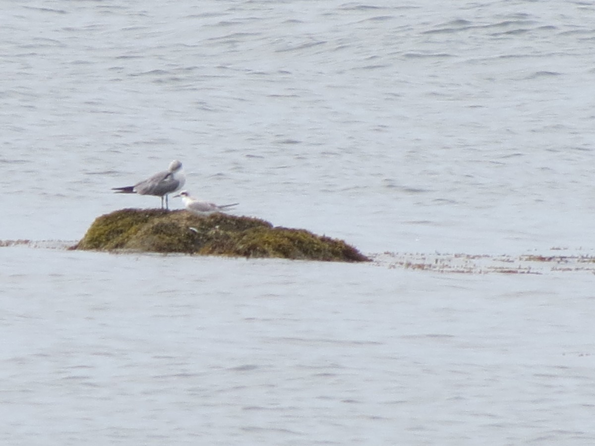 Forster's Tern - ML641229303