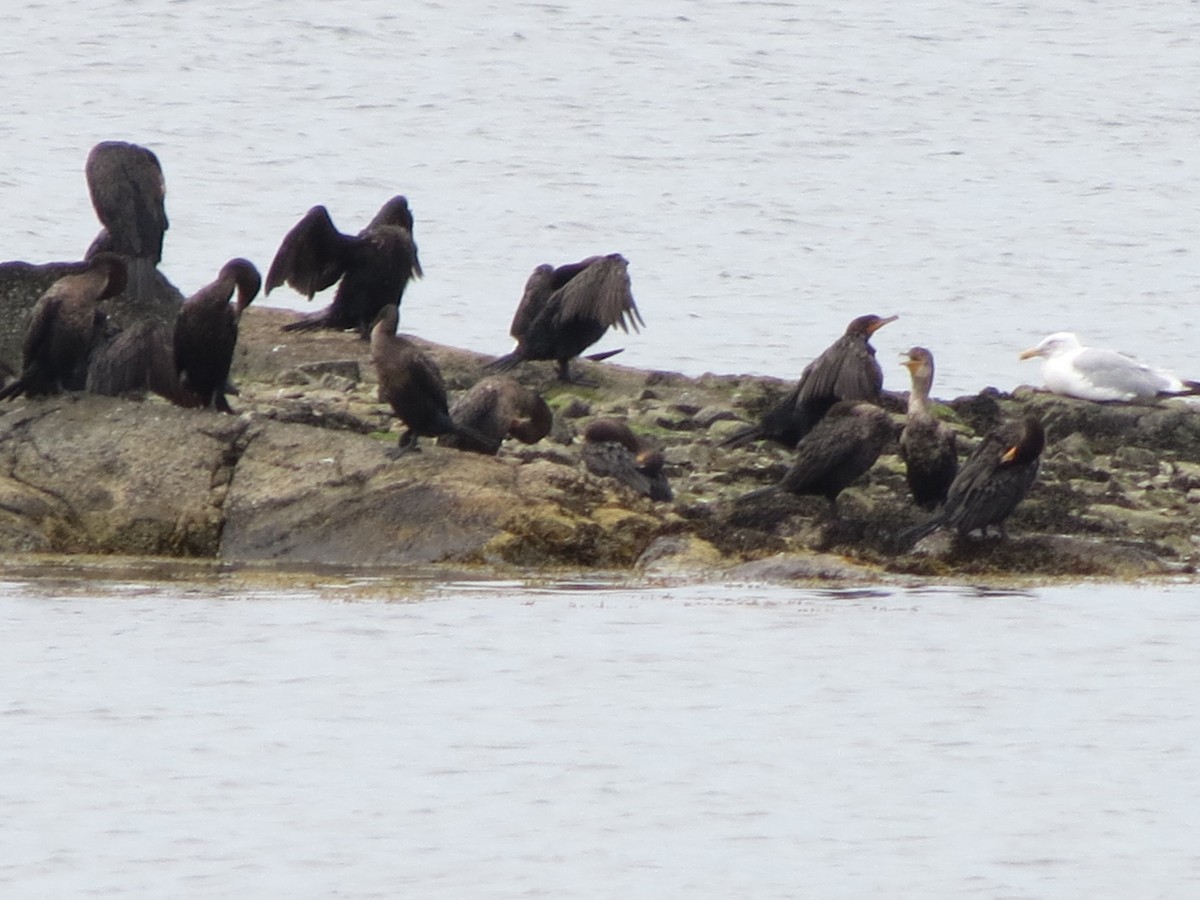 Double-crested Cormorant - ML641229308