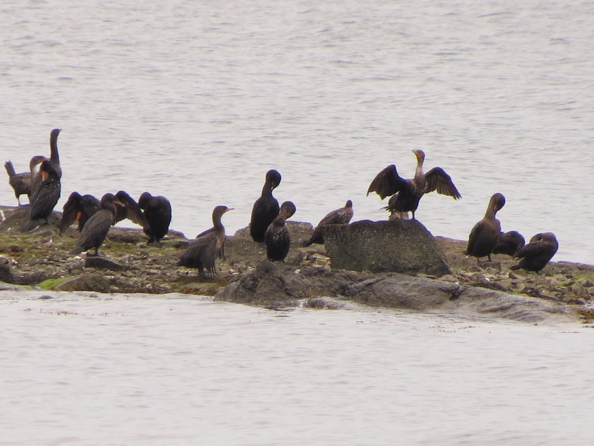 Double-crested Cormorant - ML641229310