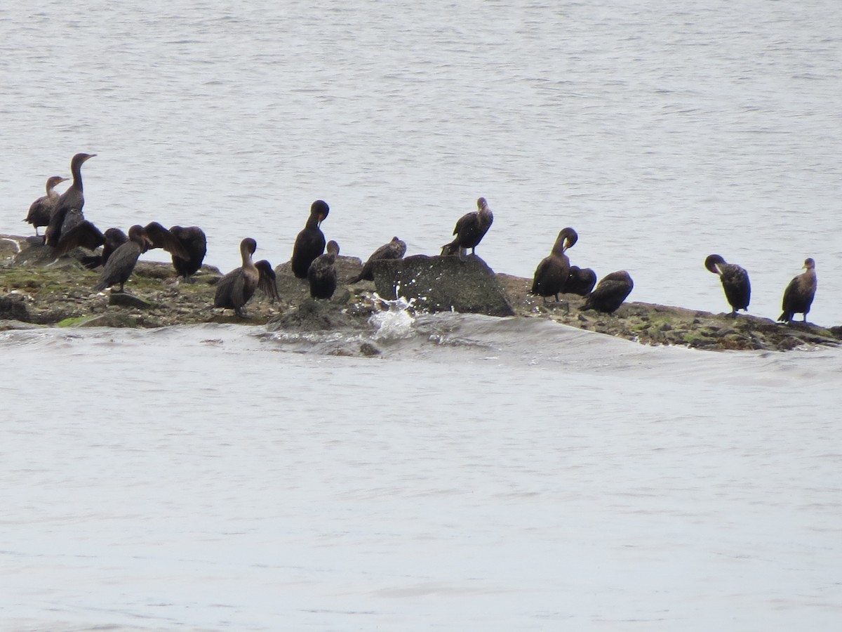 Double-crested Cormorant - ML641229314
