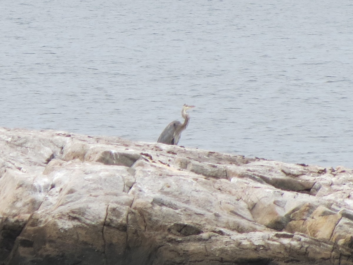 Great Blue Heron - ML641229315