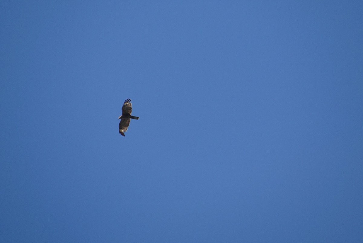 東方蜂鷹 - ML641229342