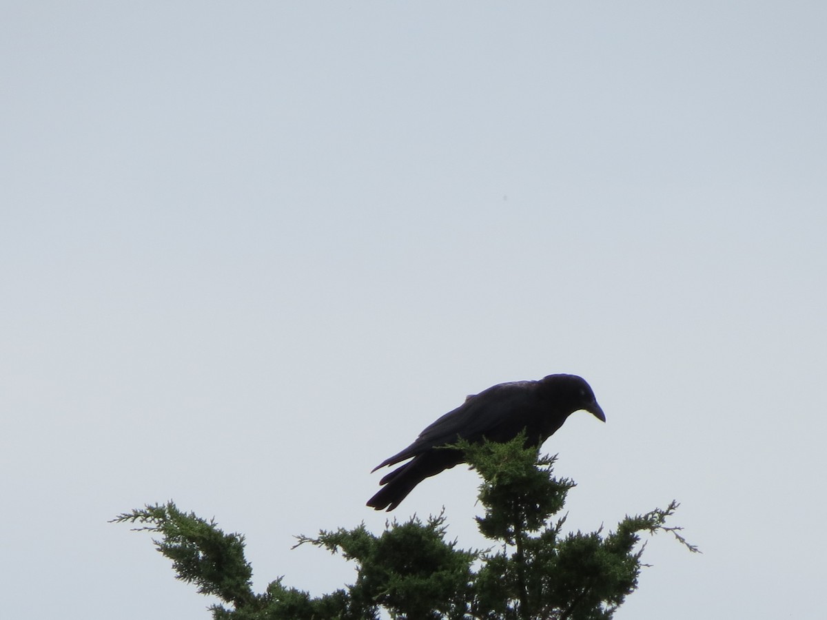 American Crow - ML641229344