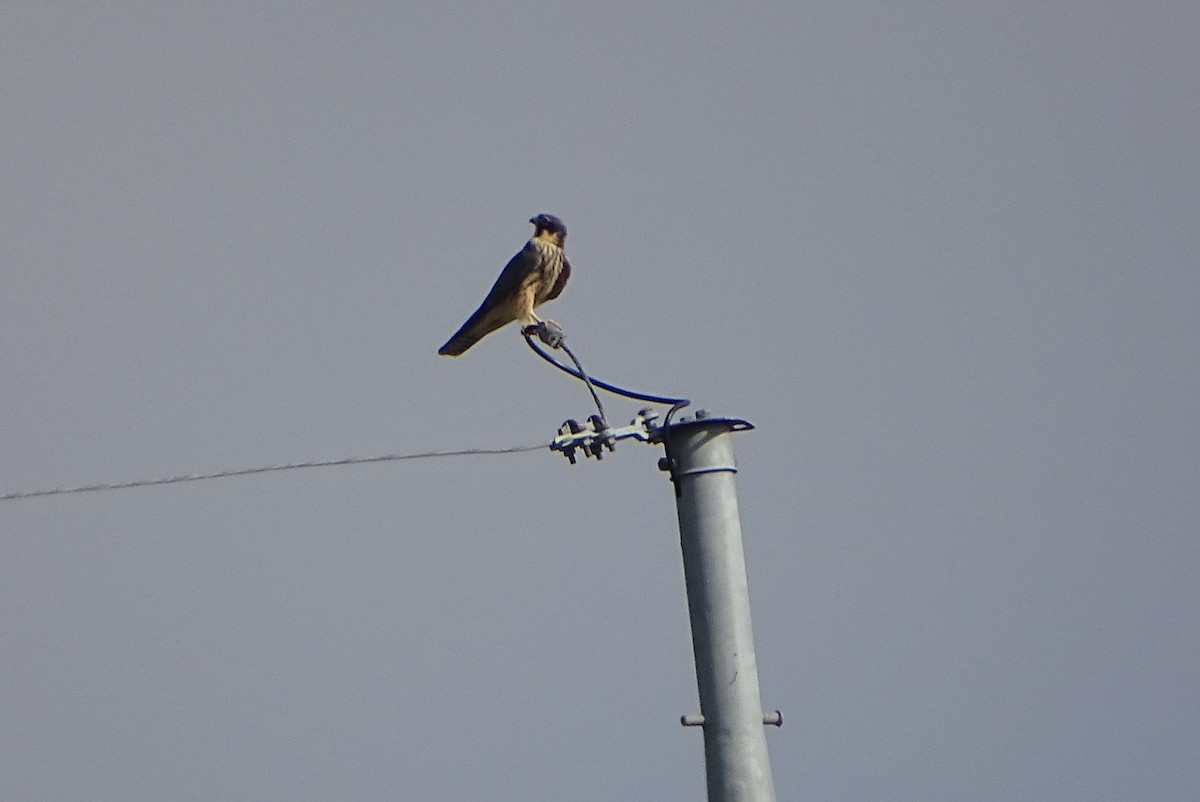 燕隼 - ML641229345