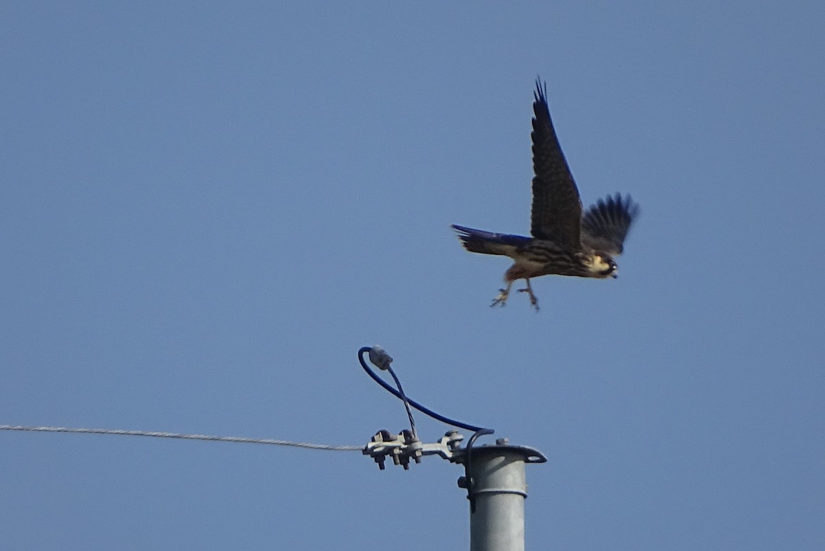 燕隼 - ML641229346