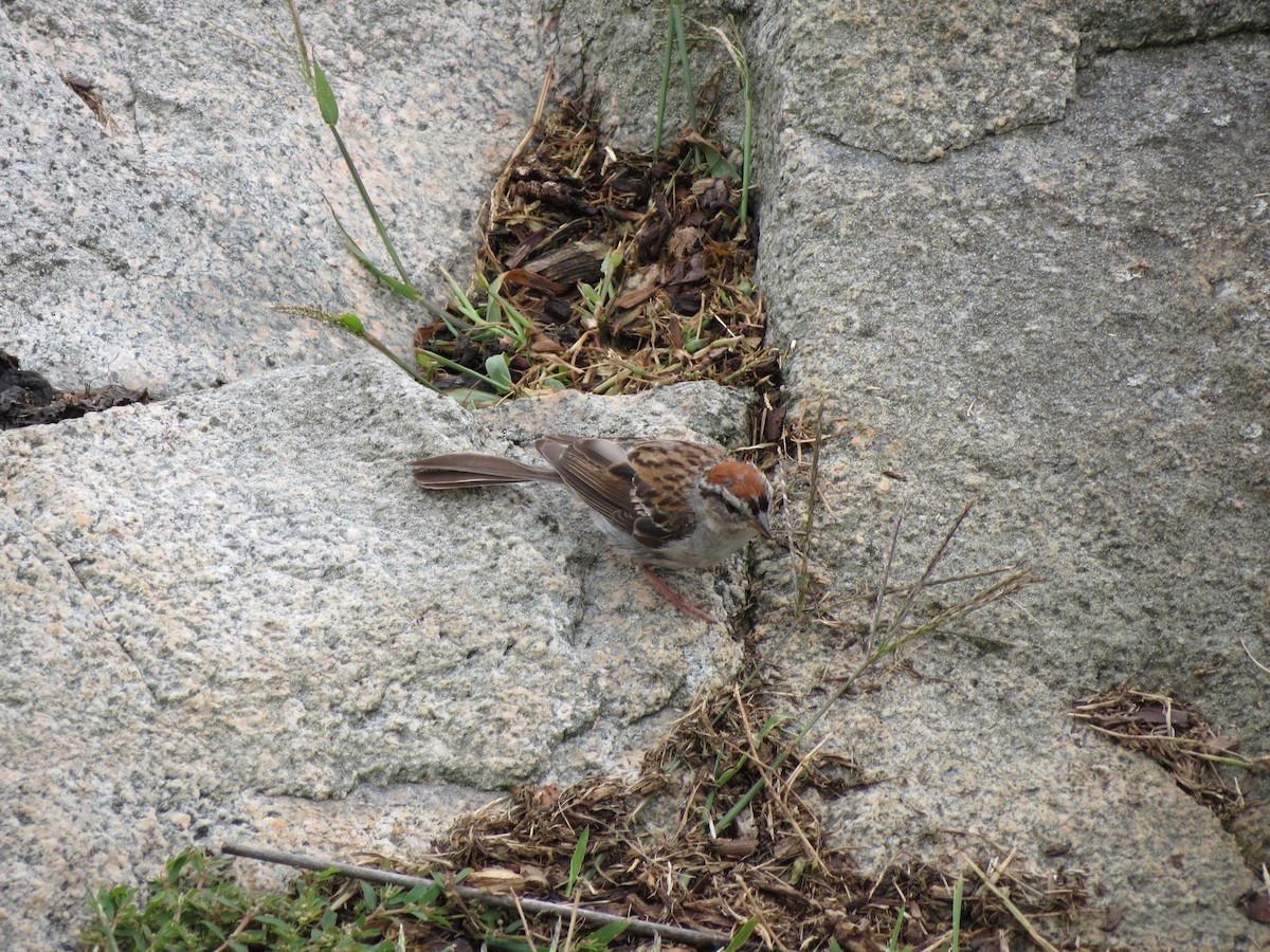 Chipping Sparrow - ML641229350