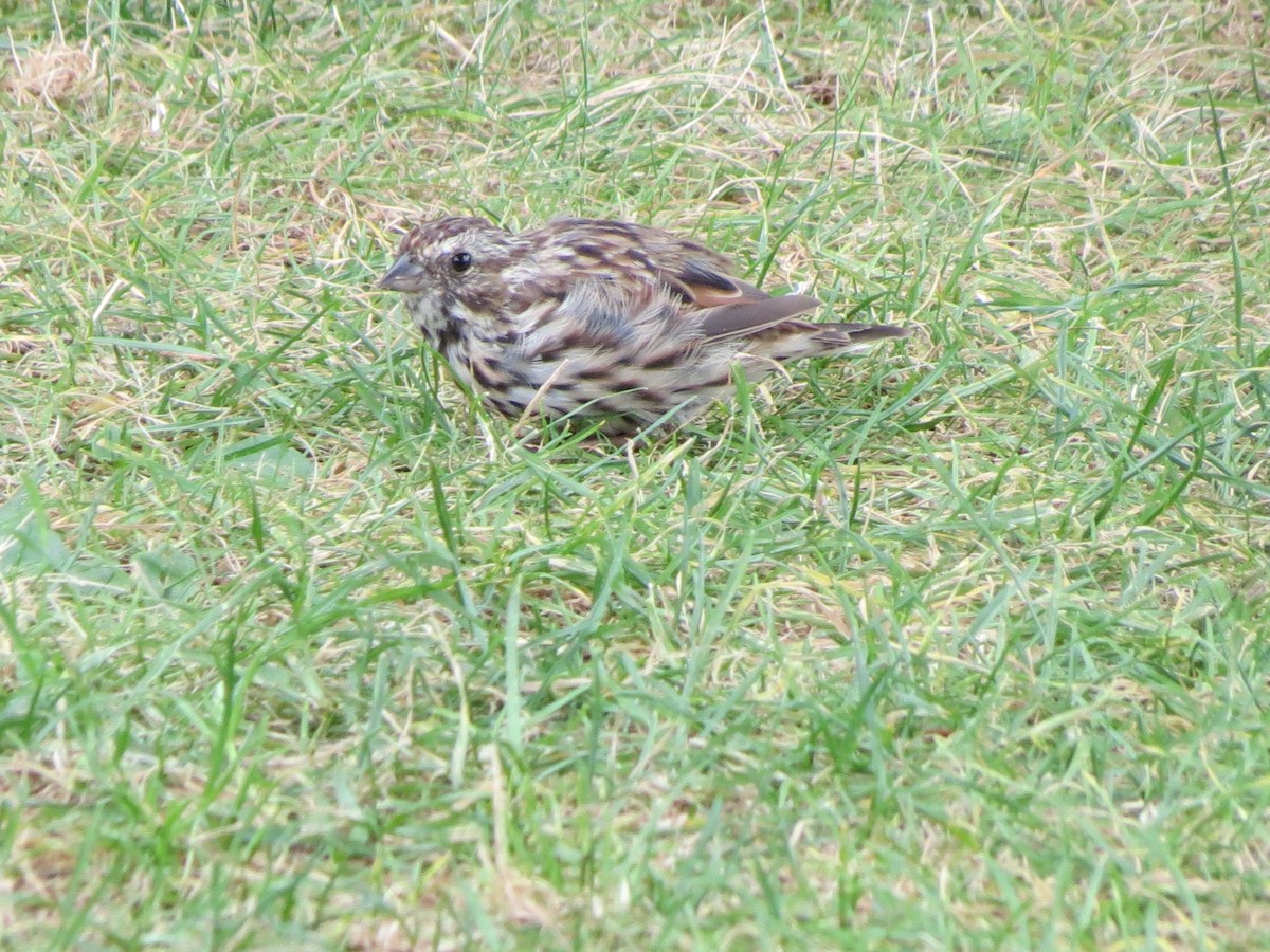Song Sparrow - ML641229351