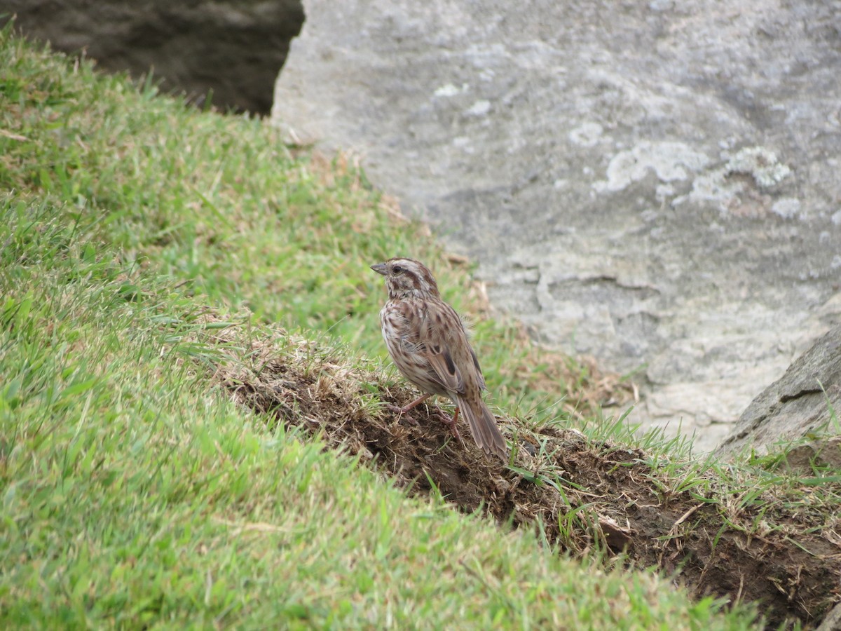 Song Sparrow - ML641229353