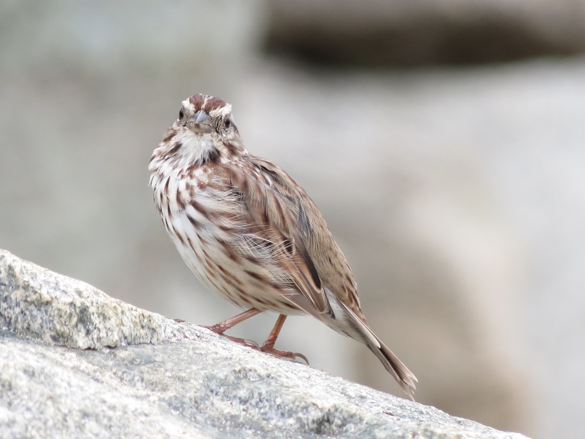 Song Sparrow - ML641229355