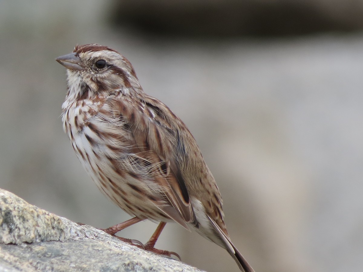 Song Sparrow - ML641229356