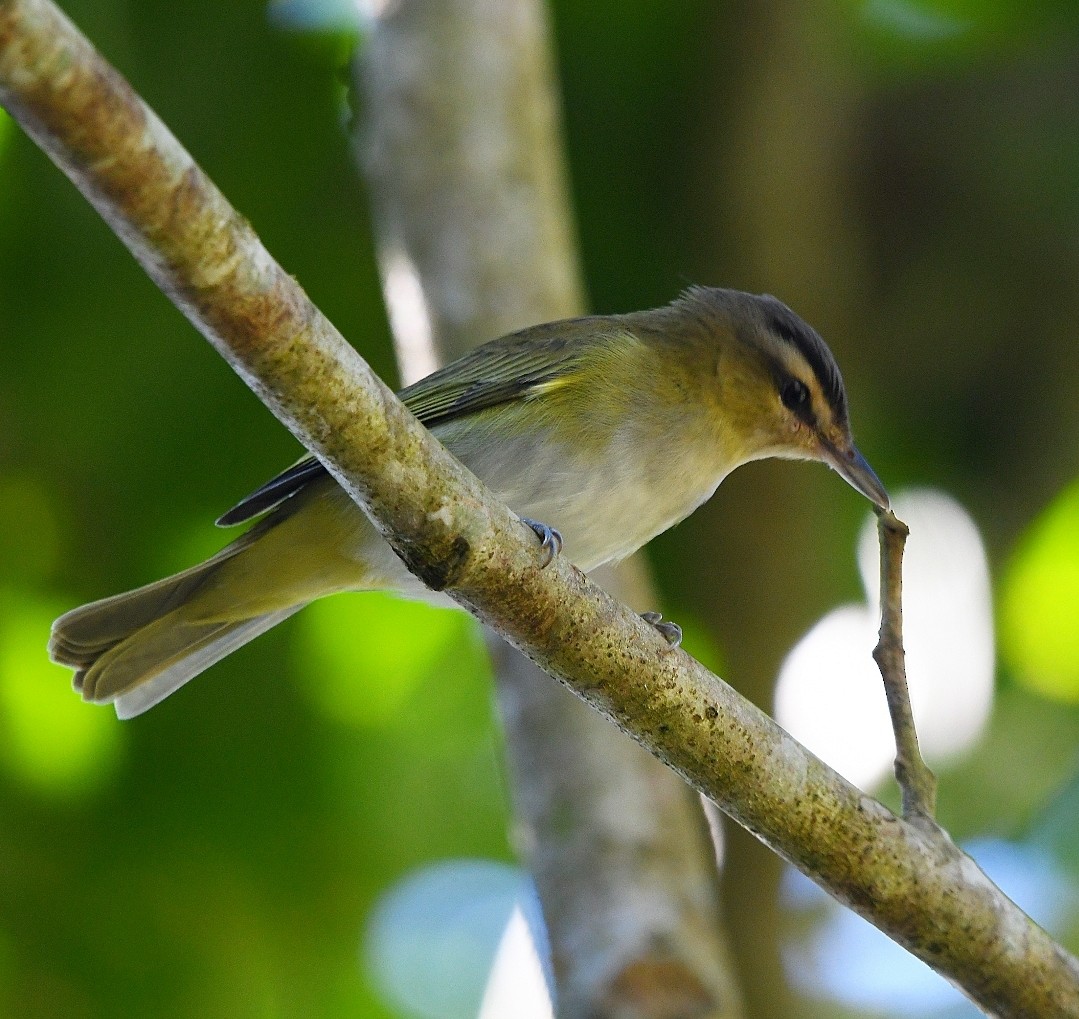 Chivi Vireo - ML641229363