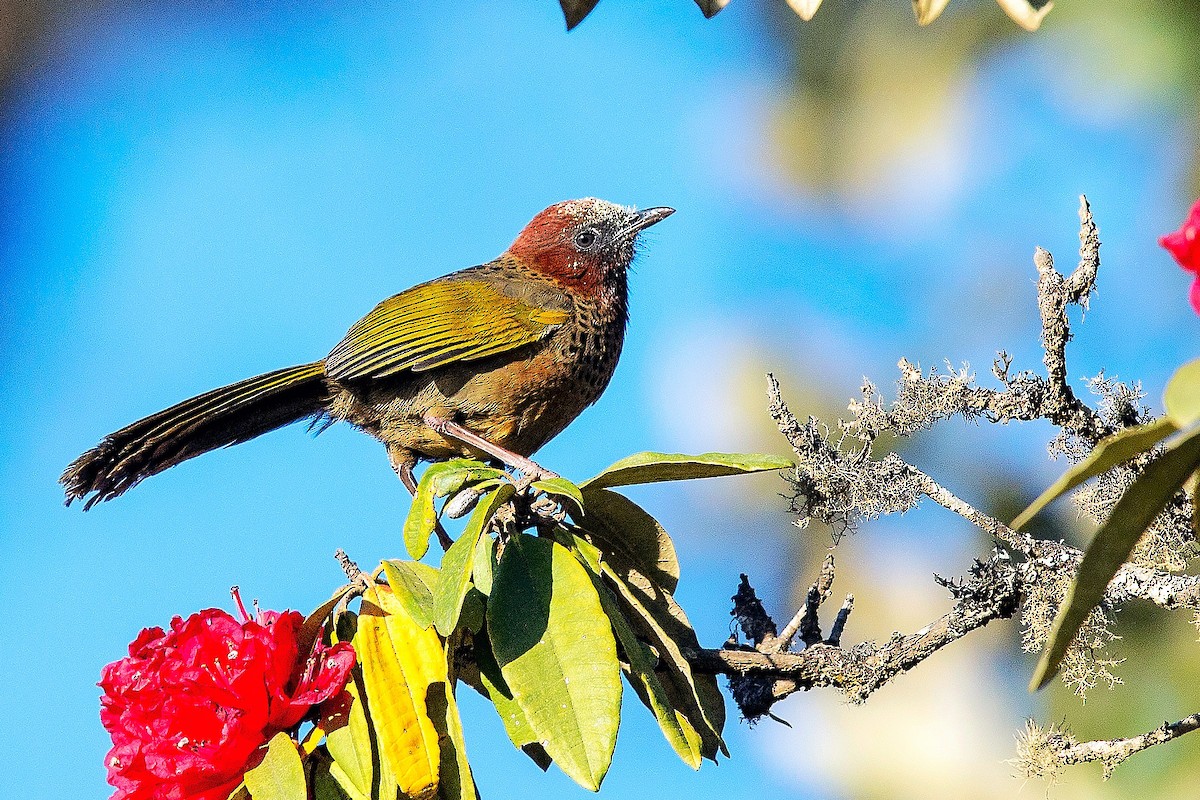 Assam Laughingthrush - ML641229371