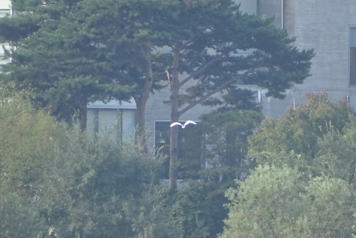 池鷺 - ML641229386