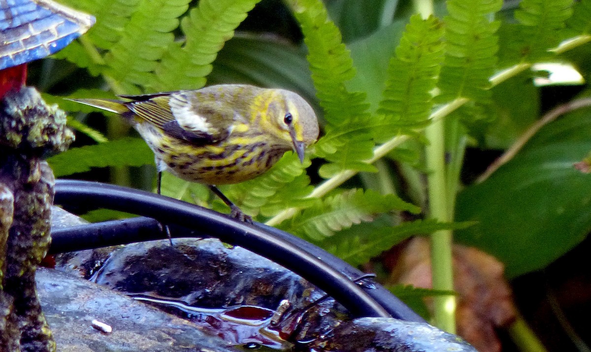 Cape May Warbler - ML641229410