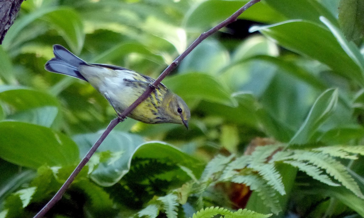 Cape May Warbler - ML641229411