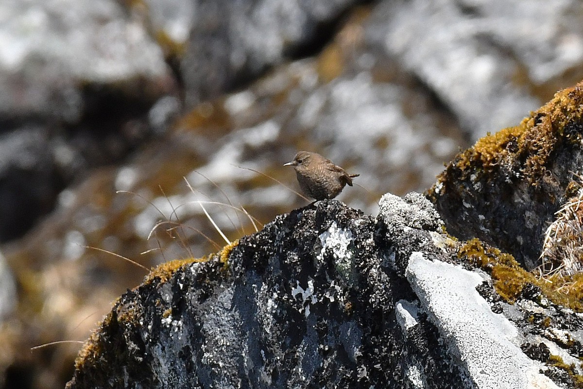 Eurasian Wren - ML641229469