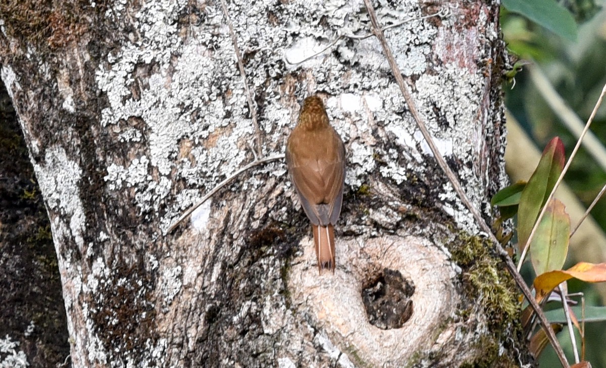ウロコオニキバシリ（squamatus） - ML641229495