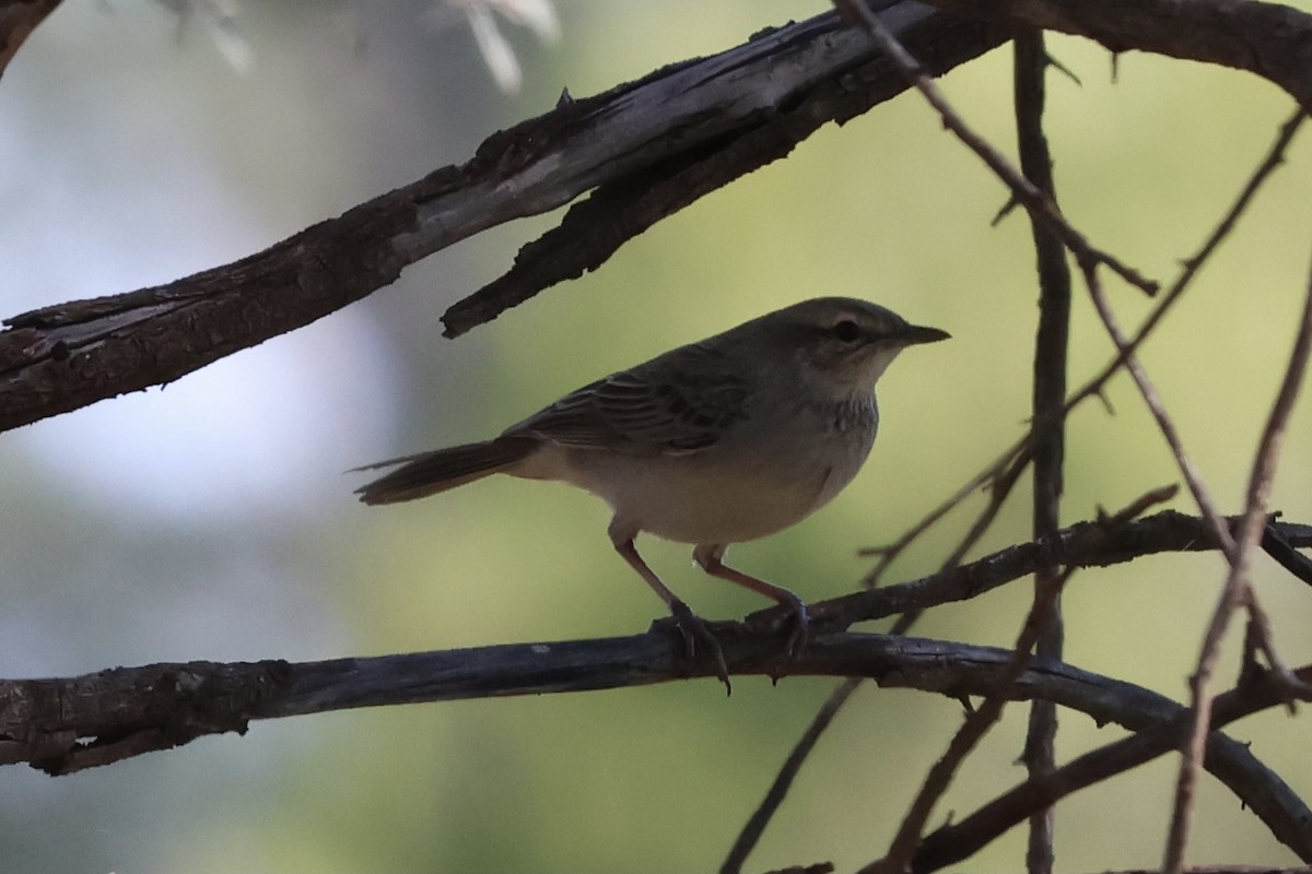 Rufous Songlark - ML641229566