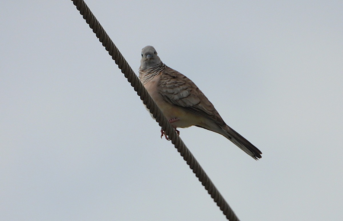 Friedenstäubchen - ML641229707