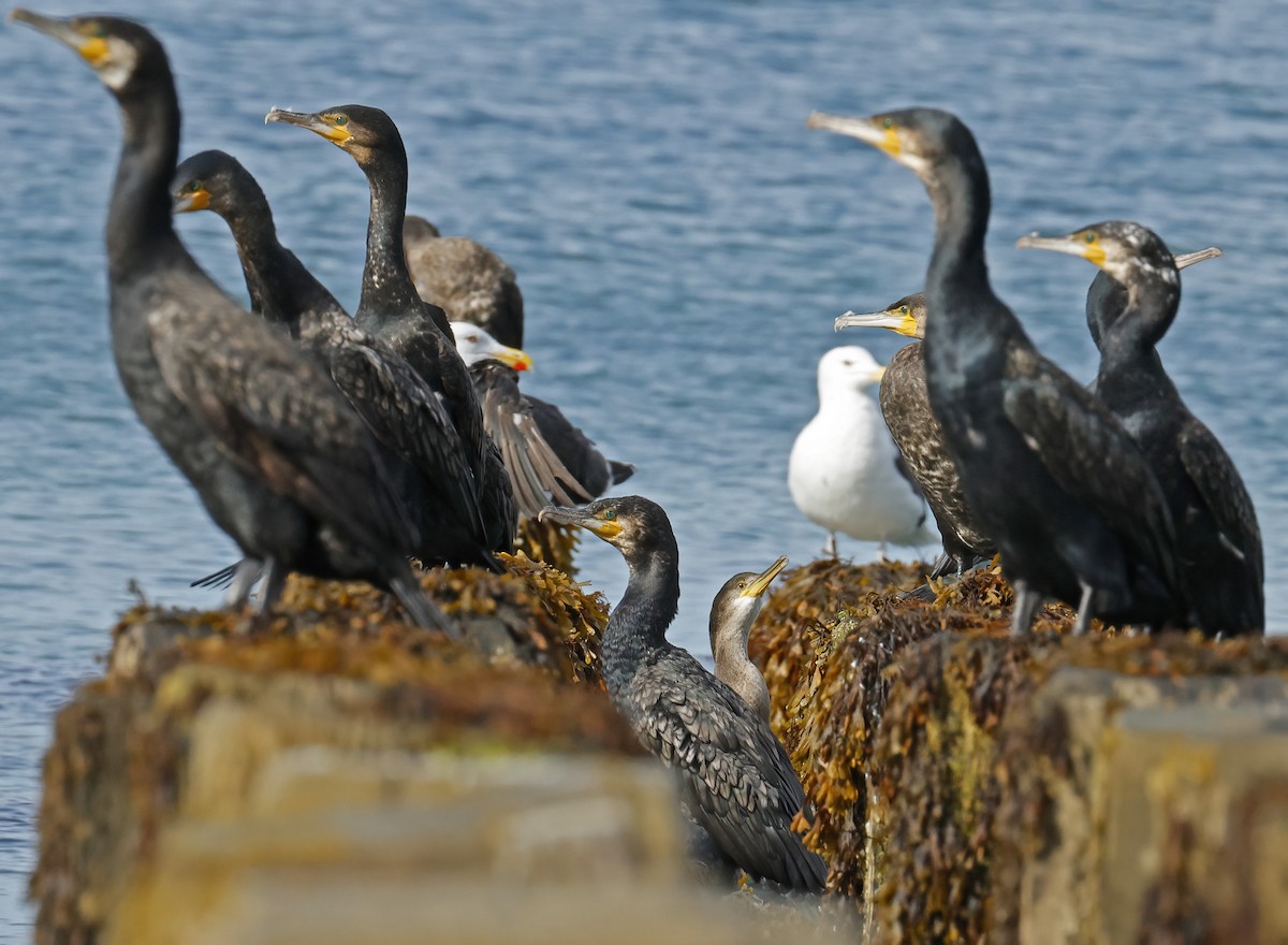 European Shag - ML641229807