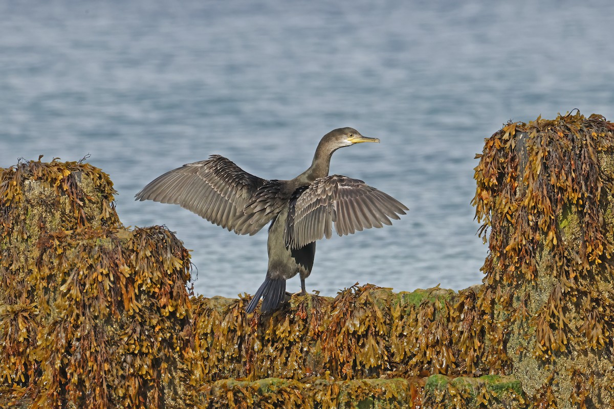 European Shag - ML641229808