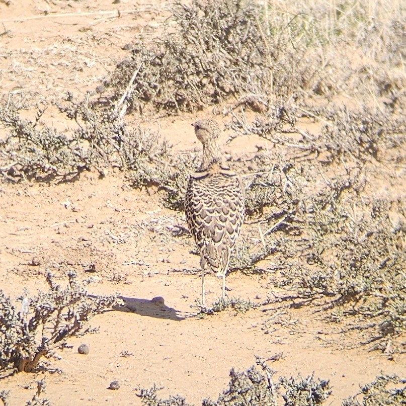 Double-banded Courser - ML641229840